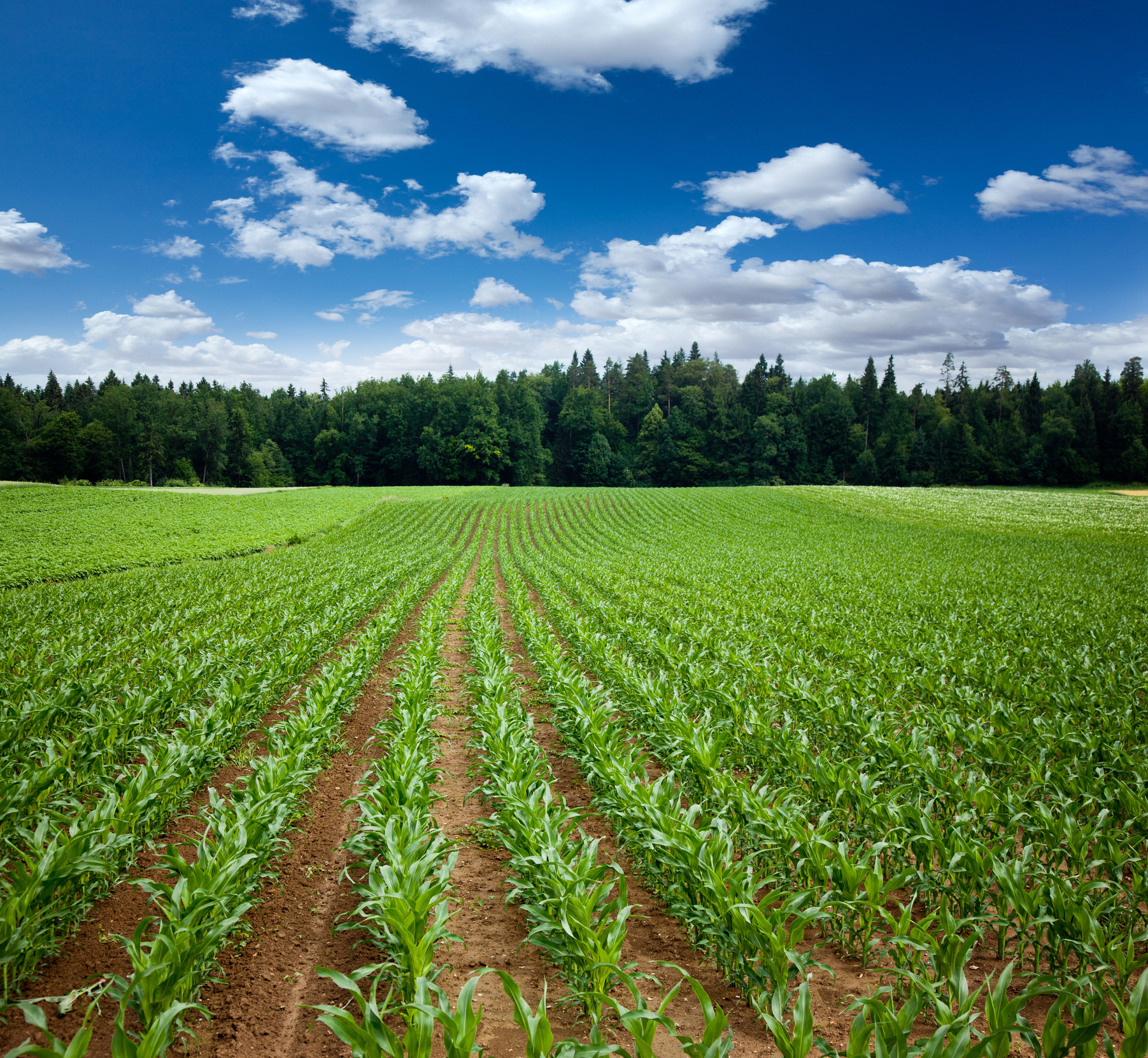 Crop Land Stock Image